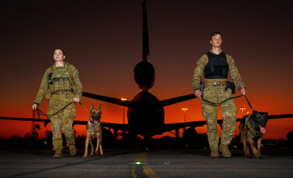 how many dogs are in the us military