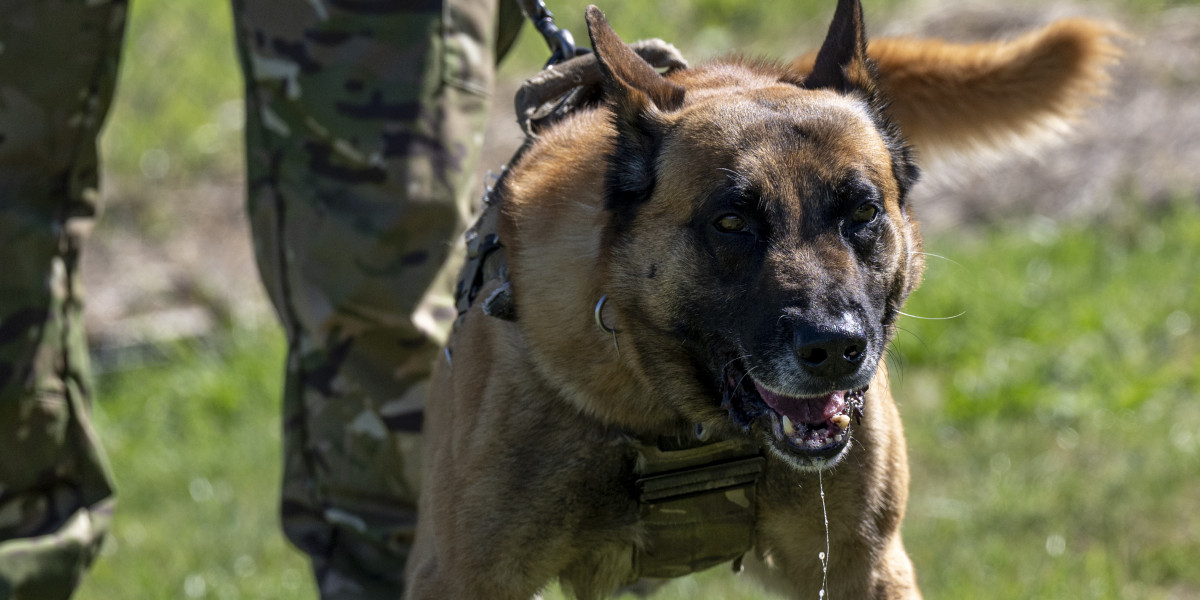 A day in the life of Keno, an RNZAF Military Working Dog