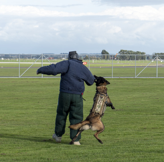 MWD Dave jumps and locks his teeth into the elbow of the padded bite suit being worn by Ohakea’s Base Commander, Group Captain Rob Shearer.