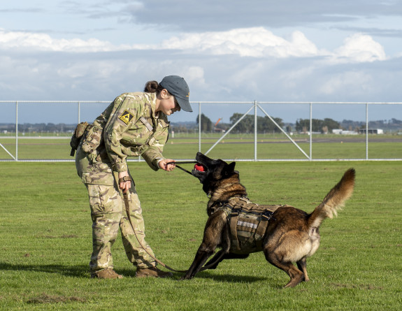 MWD Dave plays with a kong attached to rope with his handler as a reward for good behaviour.