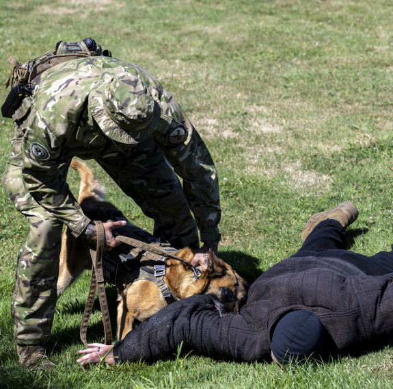 The suspect, in a bite suit is on the ground, the dog still latched to their arm. The handler leans over them while keeping the dog under control.